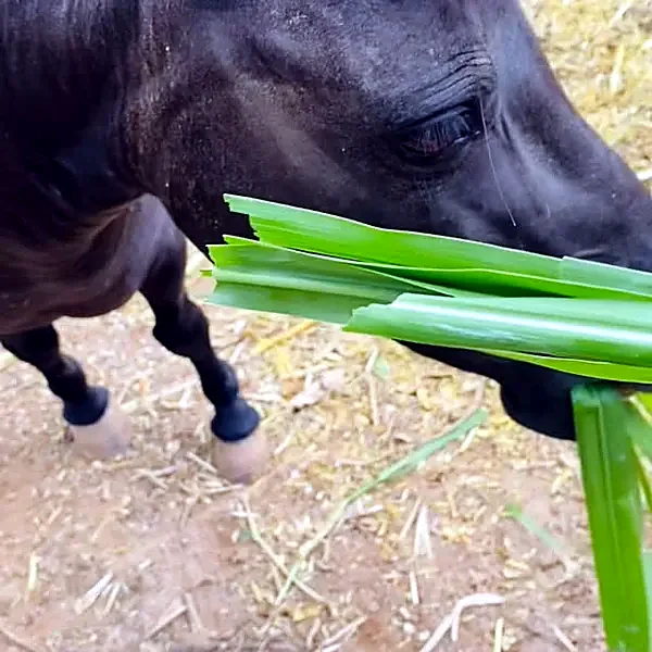 Pônei preto comendo folhas