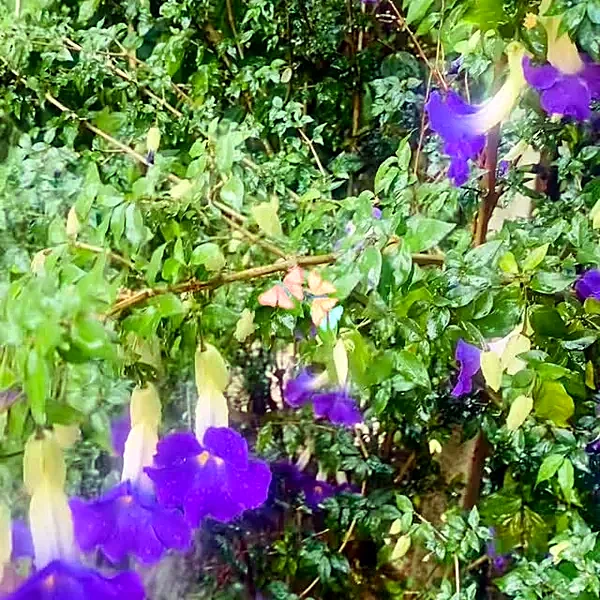 Flores roxas no jardim do rancho